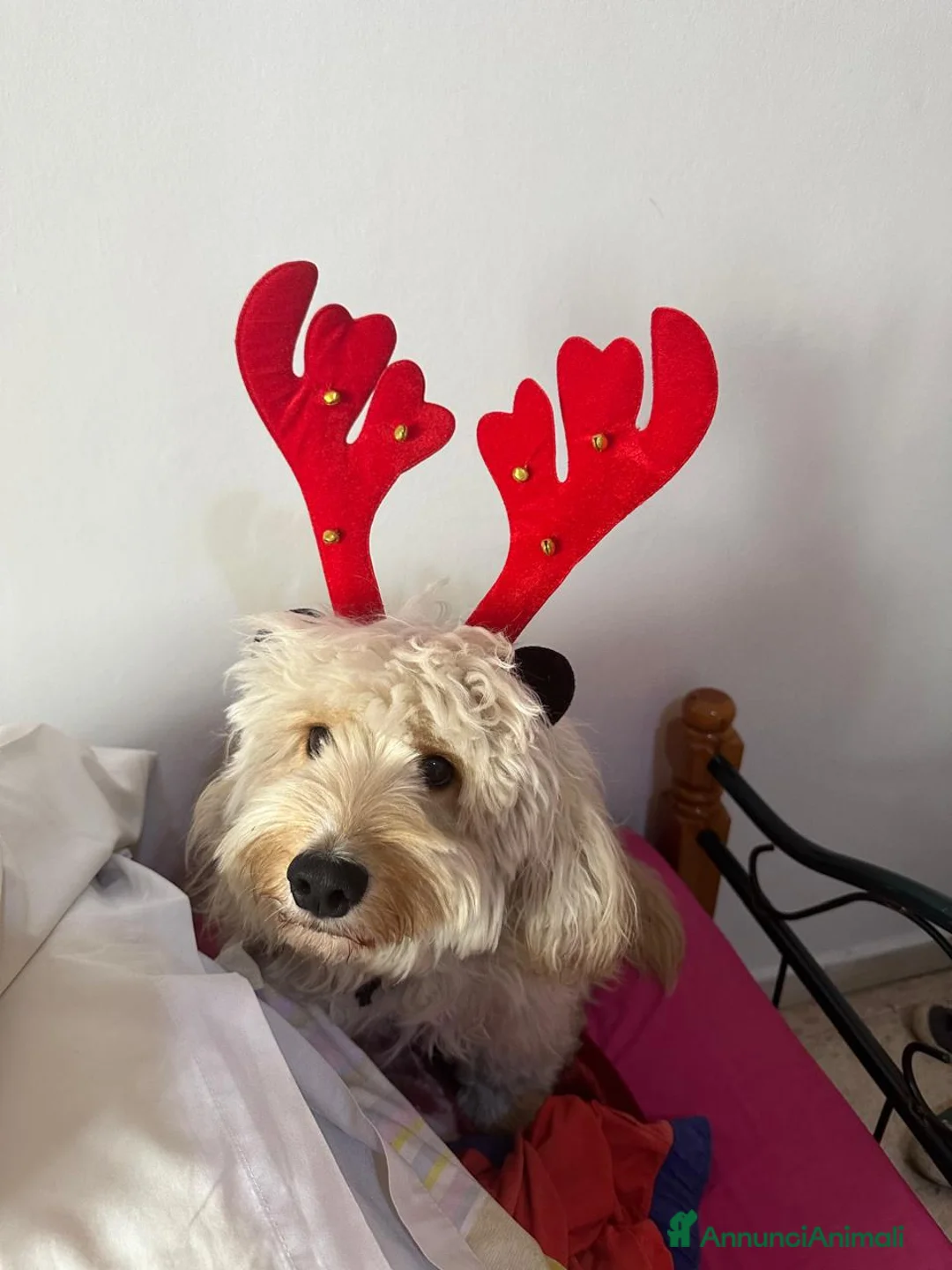 Barboncino cani in regalo: Splendido Barboncino - FLUFFY - Annuncio 13