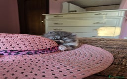 Persiano gatti in vendita: Gattini persiani a Provincia di Padova - Immagine 6