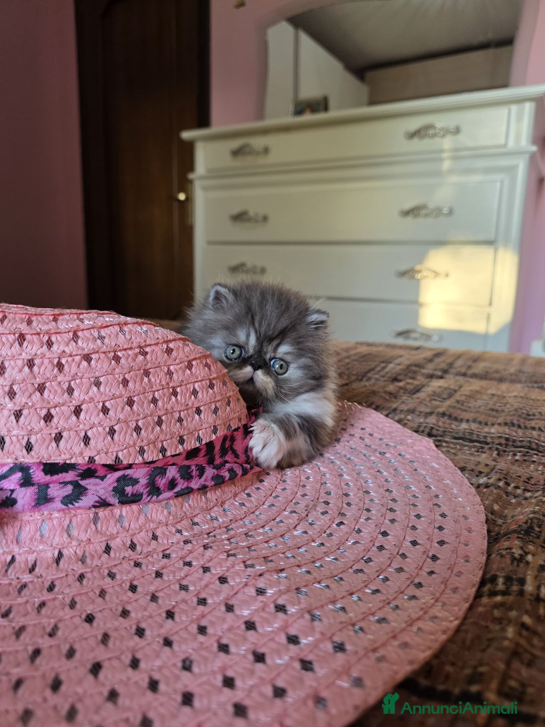Persiano gatti in vendita: Gattini persiani a Provincia di Padova - Immagine 6