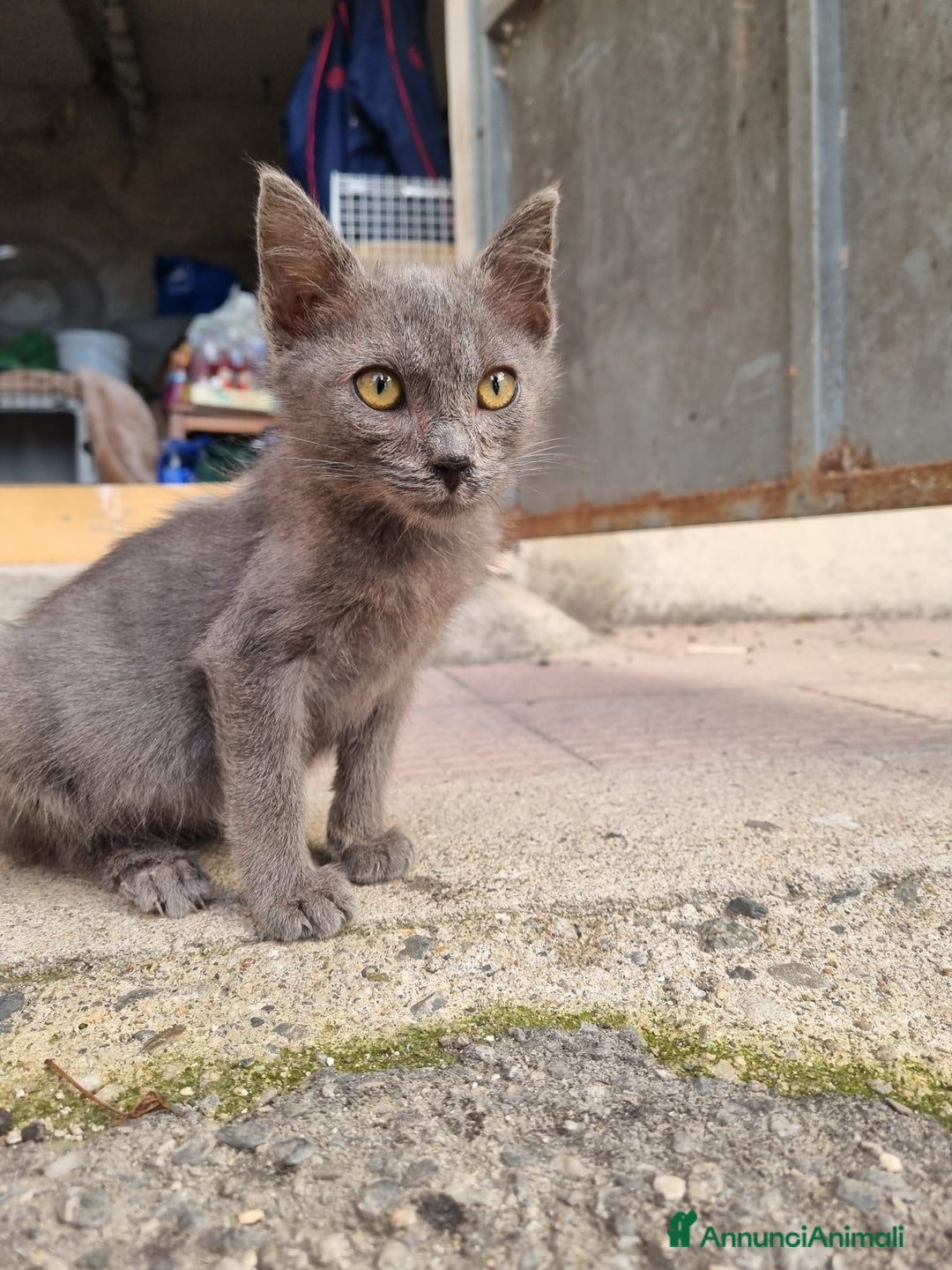 Meticcio gatti in regalo: GATTINI AMOREVOLI - Annuncio 10