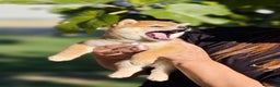 Shiba Inu cani in vendita: SHIBA INU CUCCIOLI  - Annuncio 9