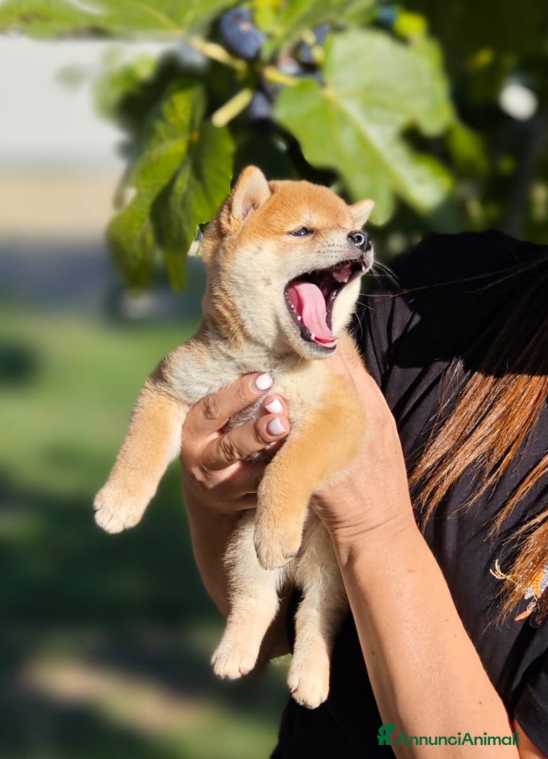Shiba Inu cani in vendita: SHIBA INU CUCCIOLI  - Annuncio 9