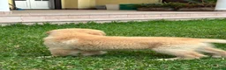 Golden Retriever cani in vendita:  alta genealogia 5 stelle" - Annuncio 12
