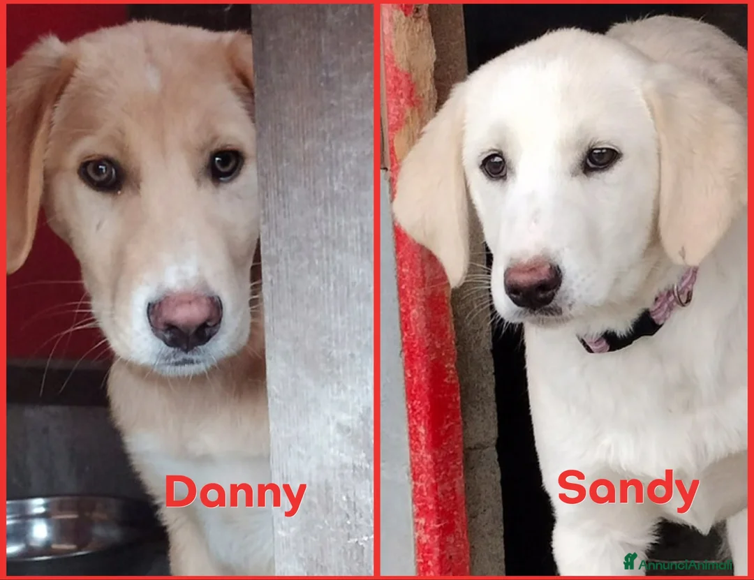 Meticcio cani in regalo: Danny e Sandy 4 mesi e mezzo tg medio abbondante  - Annuncio 9