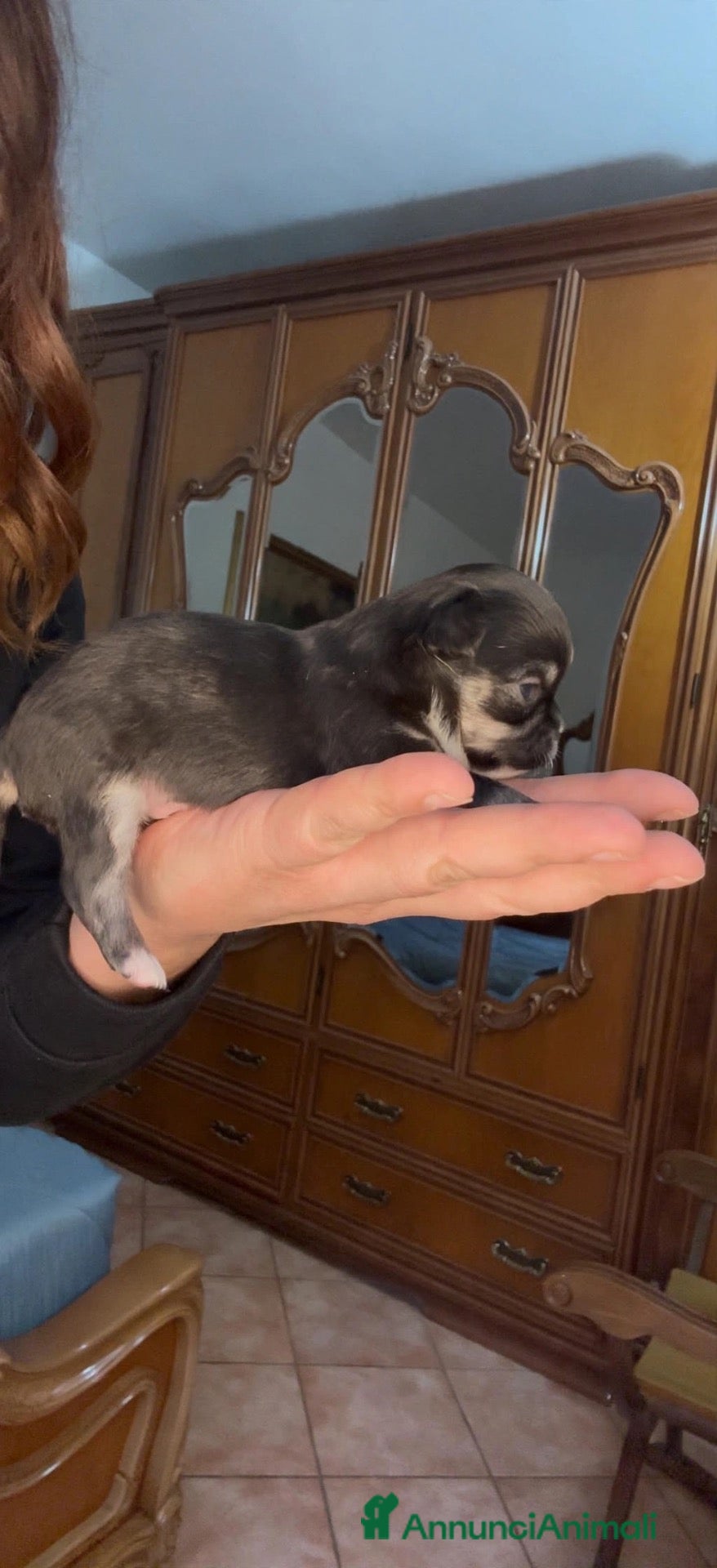 Chihuahua cani in vendita: Bellissima cucciola chiwawa tricolor tan - Annuncio 14