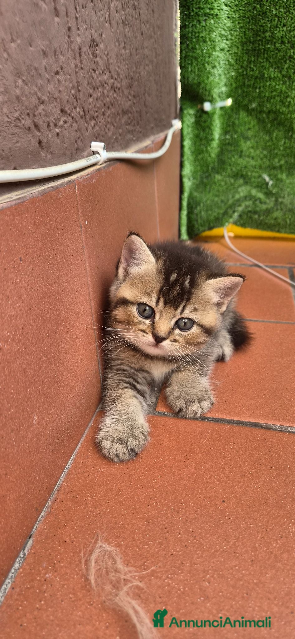 British gatti British shorthair  - Annuncio 2