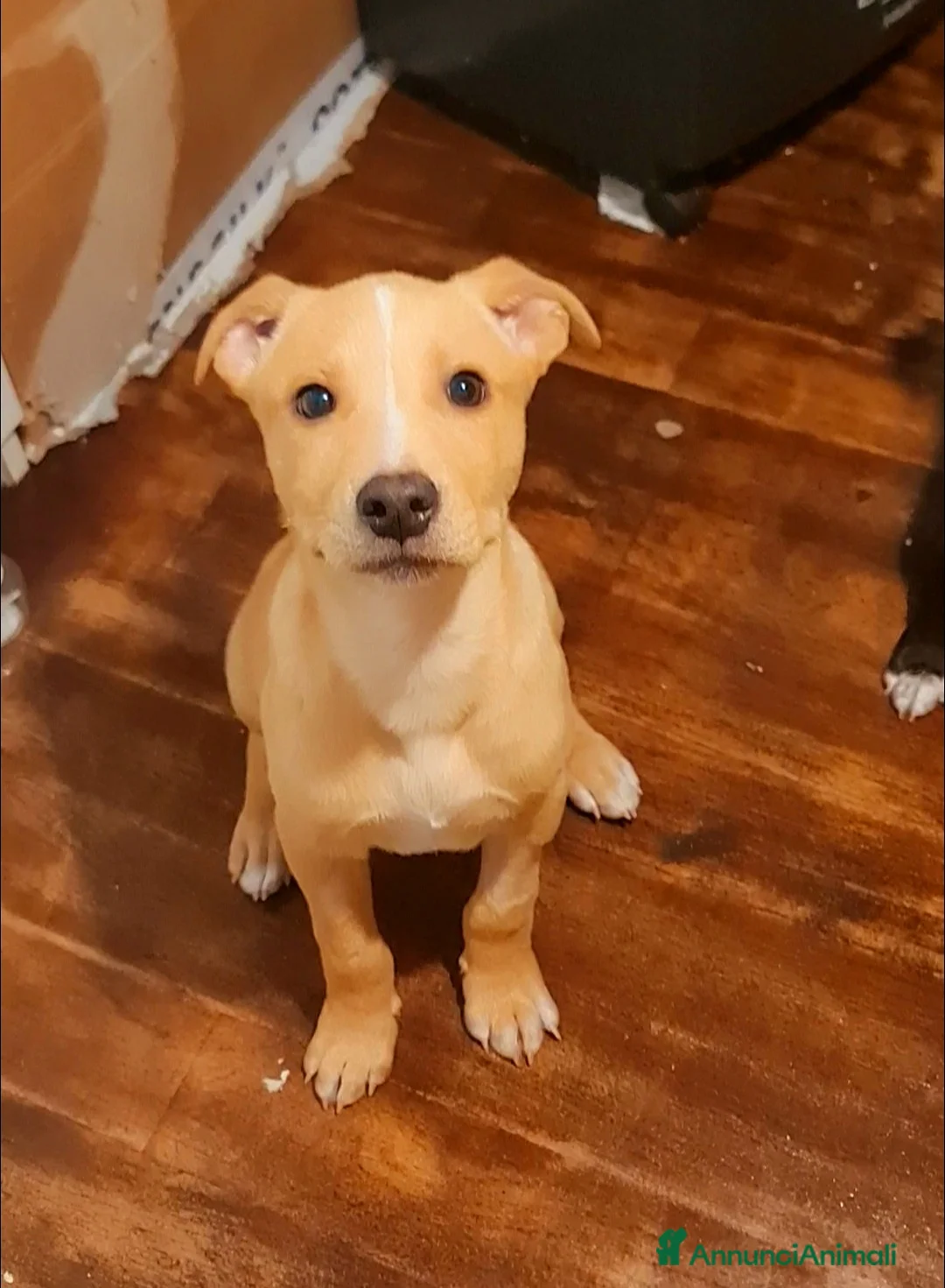 Meticcio cani in regalo: Peter cucciolo tenerissimo - Annuncio 2