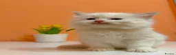 Ragdoll gatti in vendita: Cuccioli di ragdoll - Annuncio 2