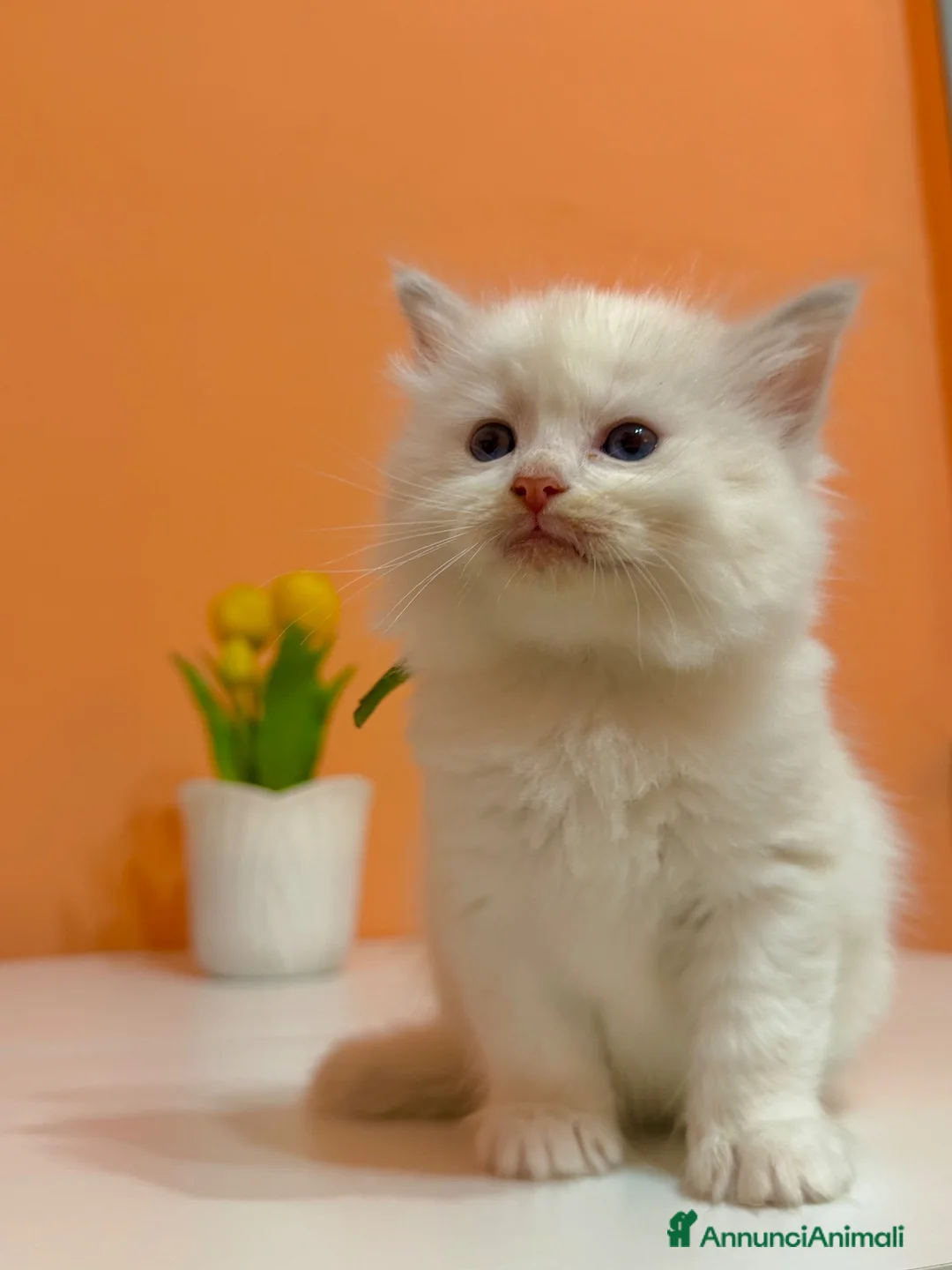 Ragdoll gatti in vendita: Cuccioli di ragdoll - Annuncio 2