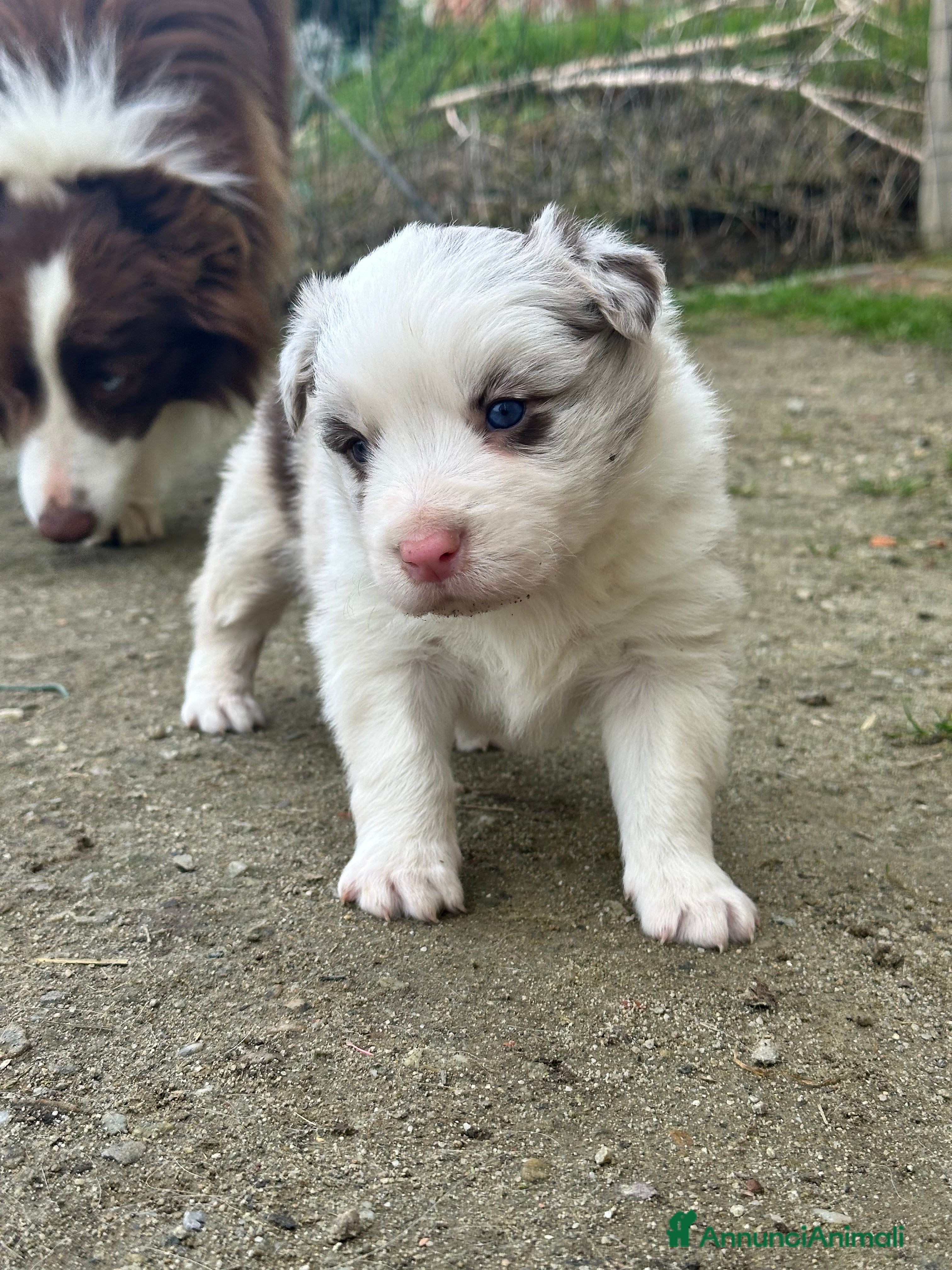 Border Collie cani Ultimi border collie con pedigree - Annuncio 2