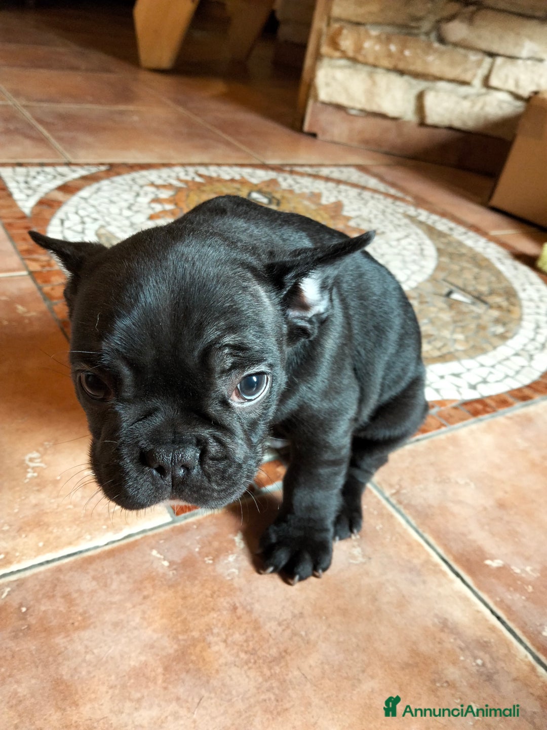 Bulldog Francese cani in vendita: BULLDOG FRANCESE  - Annuncio 4