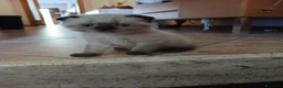 Scottish gatti in vendita: Splendidi gattino Schottis Fold a Provincia di Perugia - Annuncio 4