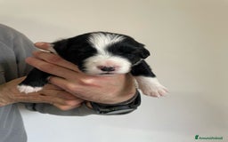 Bearded Collie cani in vendita: Cuccioli Border Collie cercano Famiglia a Provincia di Treviso - Immagine 9