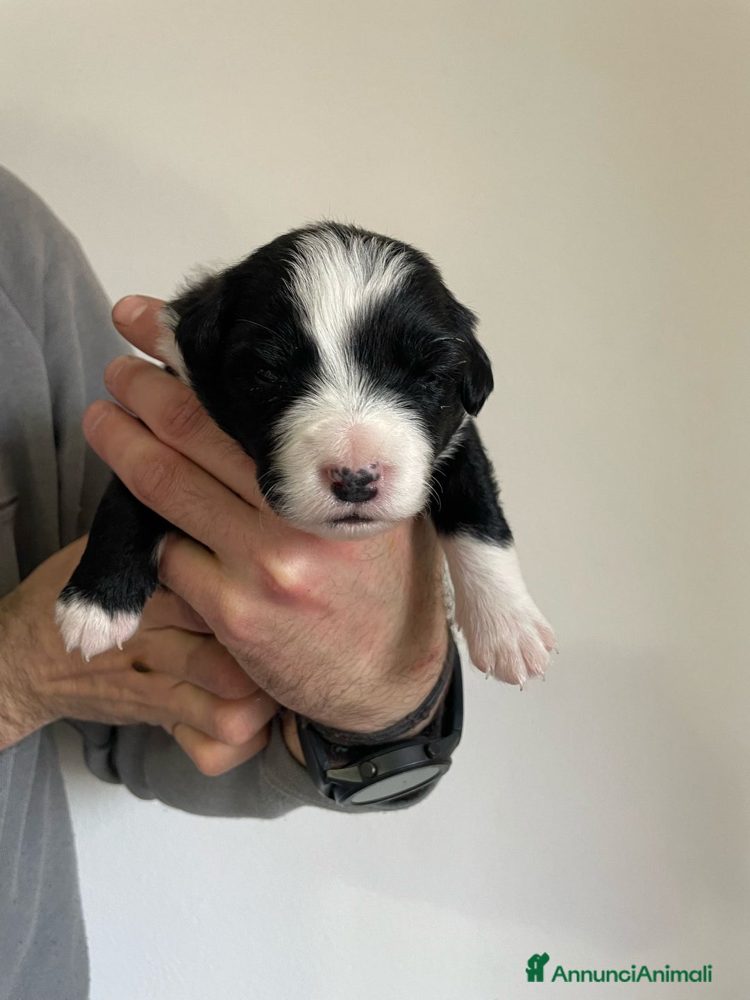 Bearded Collie cani in vendita: Cuccioli Border Collie cercano Famiglia a Provincia di Treviso - Immagine 9