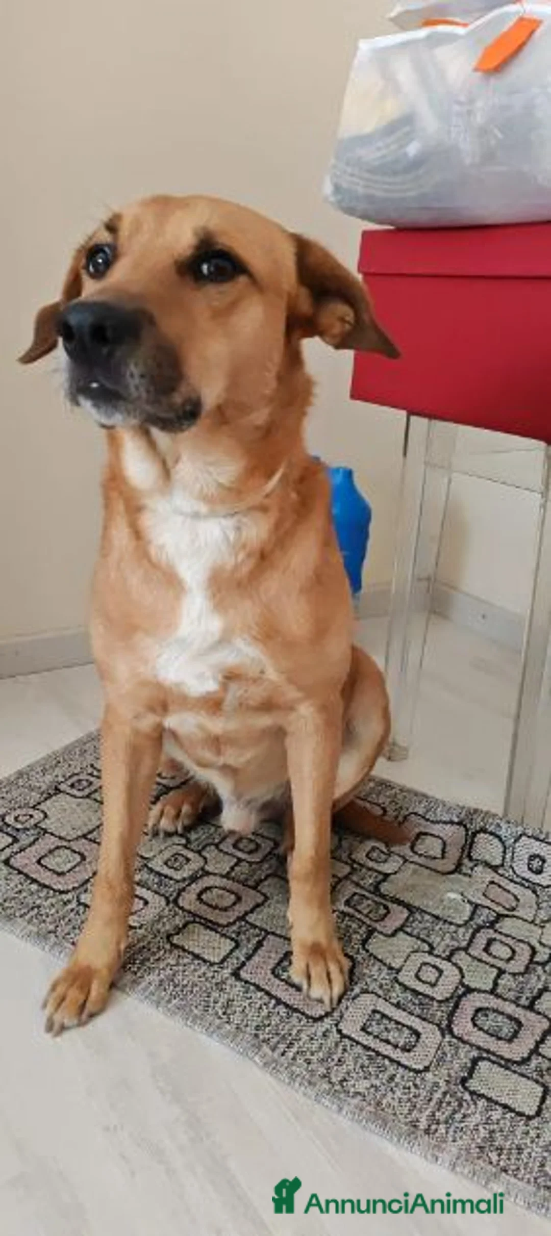 Meticcio cani in regalo: Porthos 5anni eterno cucciolone a Città metropolitana di Milano - Annuncio 2