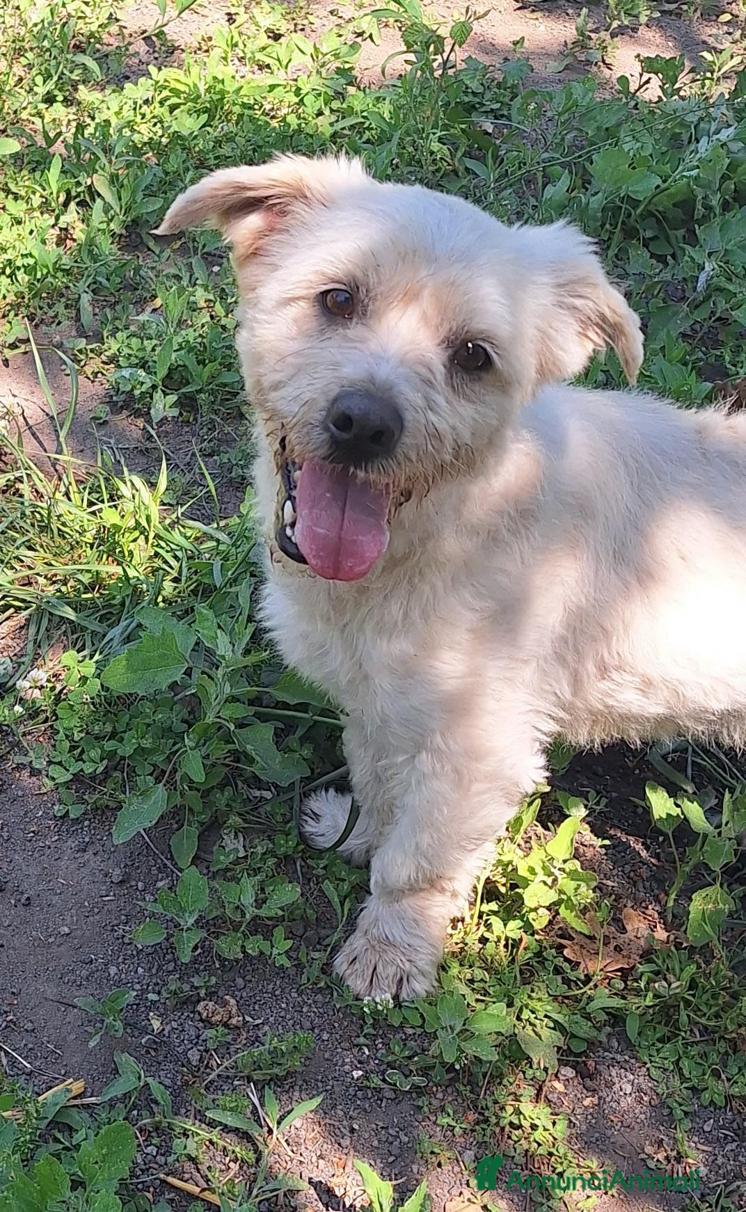 Maltese cani Teddy  - Annuncio 2