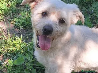 Maltese cani Teddy - Annuncio 2