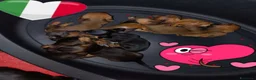 Bassotto cani in vendita: Bassotti nani pelo corto - Annuncio 1