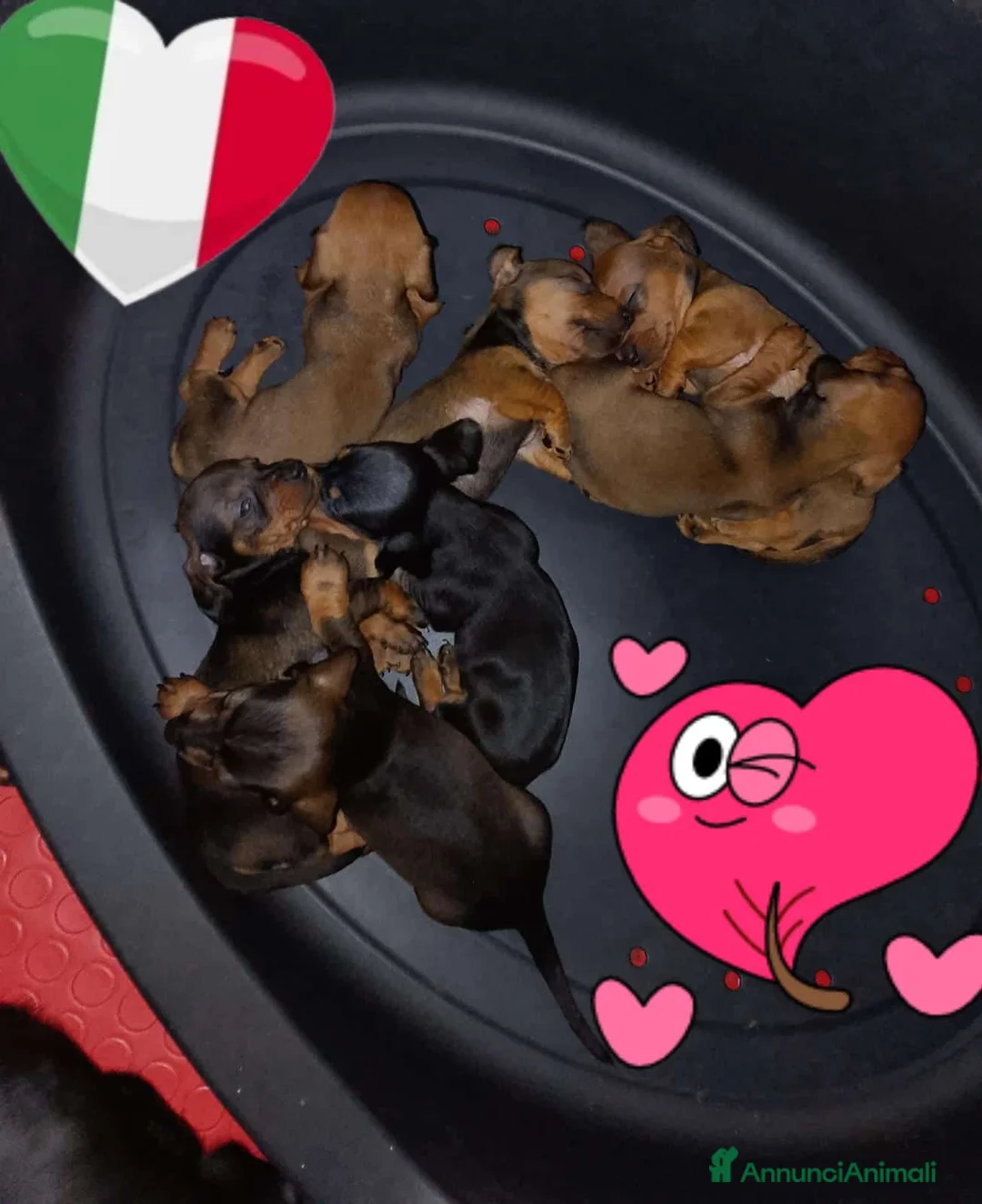 Bassotto cani in vendita: Bassotti nani pelo corto - Annuncio 1