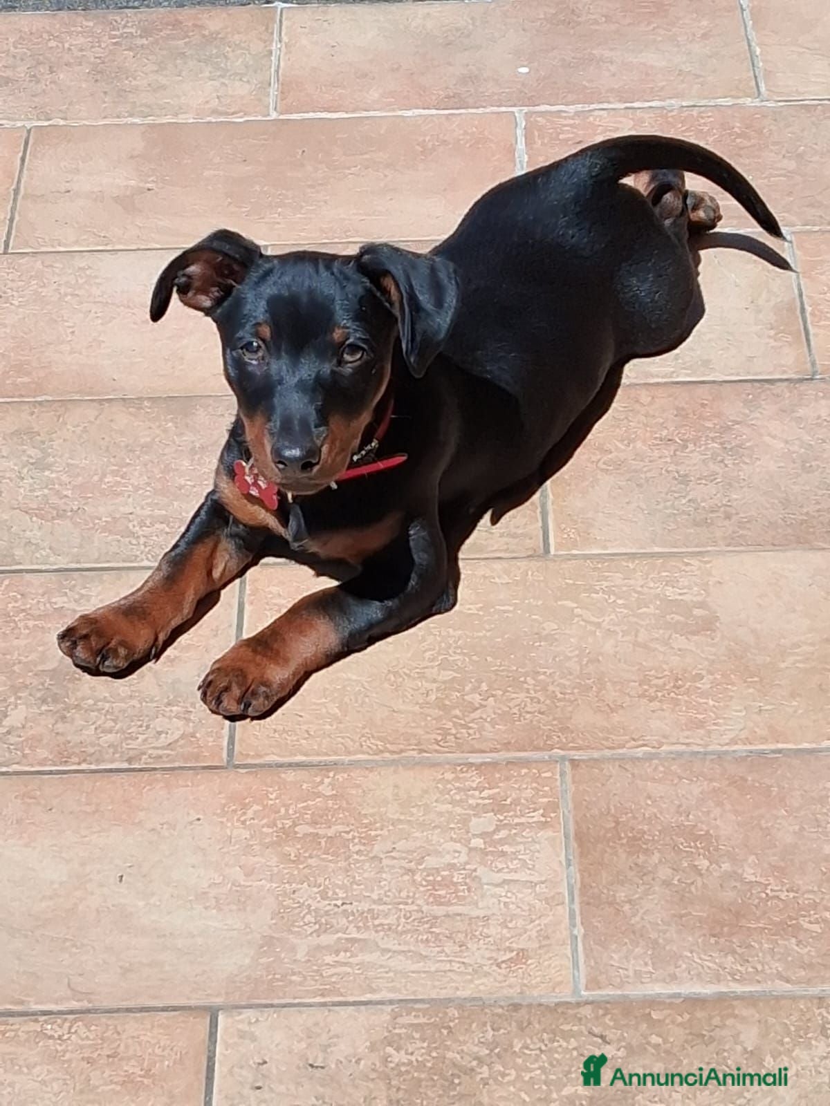 Pinscher Miniatura cani Cuccioli di Pinscher mini - Annuncio 1