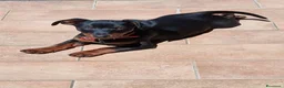 Pinscher Miniatura cani in vendita: Cuccioli di Pinscher mini - Annuncio 1