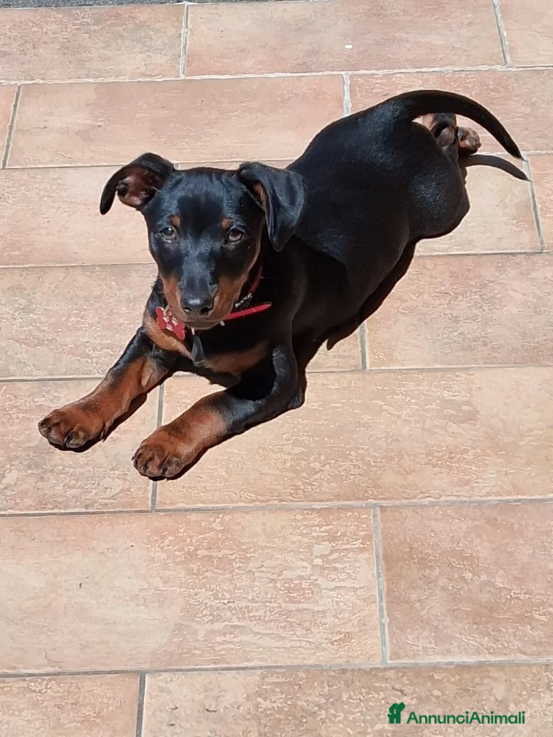 Pinscher Miniatura cani in vendita: Cuccioli di Pinscher mini - Annuncio 1