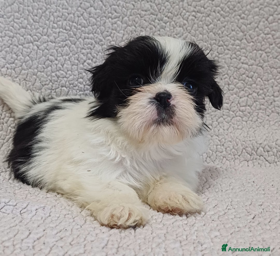 Shih Tzu cani in vendita: Cucciola shih-tzu shitzu shihtzu  - Annuncio 10