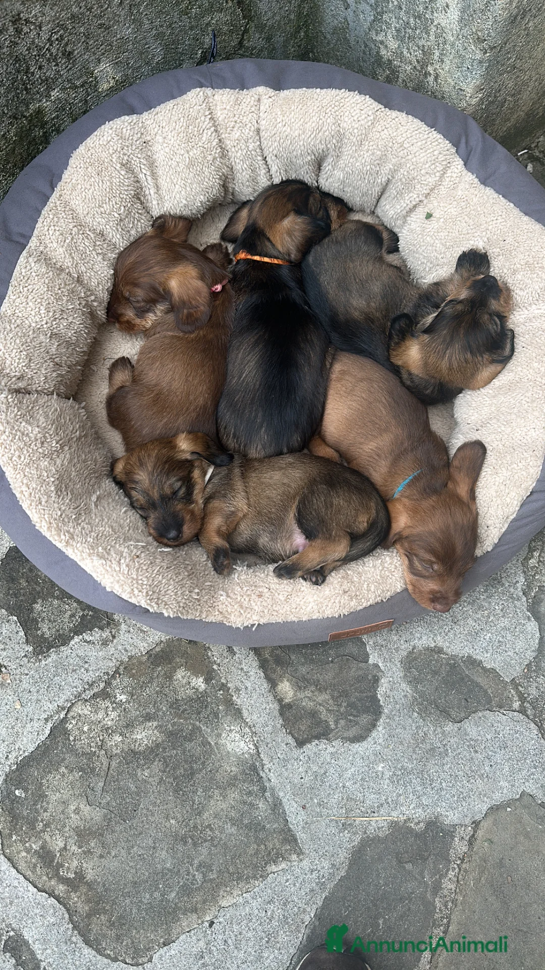 Bassotto cani in vendita: Cucciolo di Bassotto Standard pelo Duro - Annuncio 2