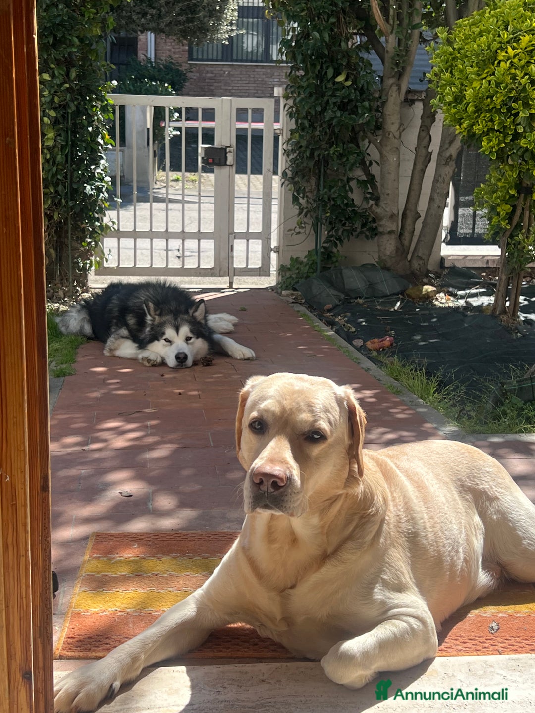 Labrador cani per accoppiamento: Cerco femmina di labrador per accoppiamento - Annuncio 2