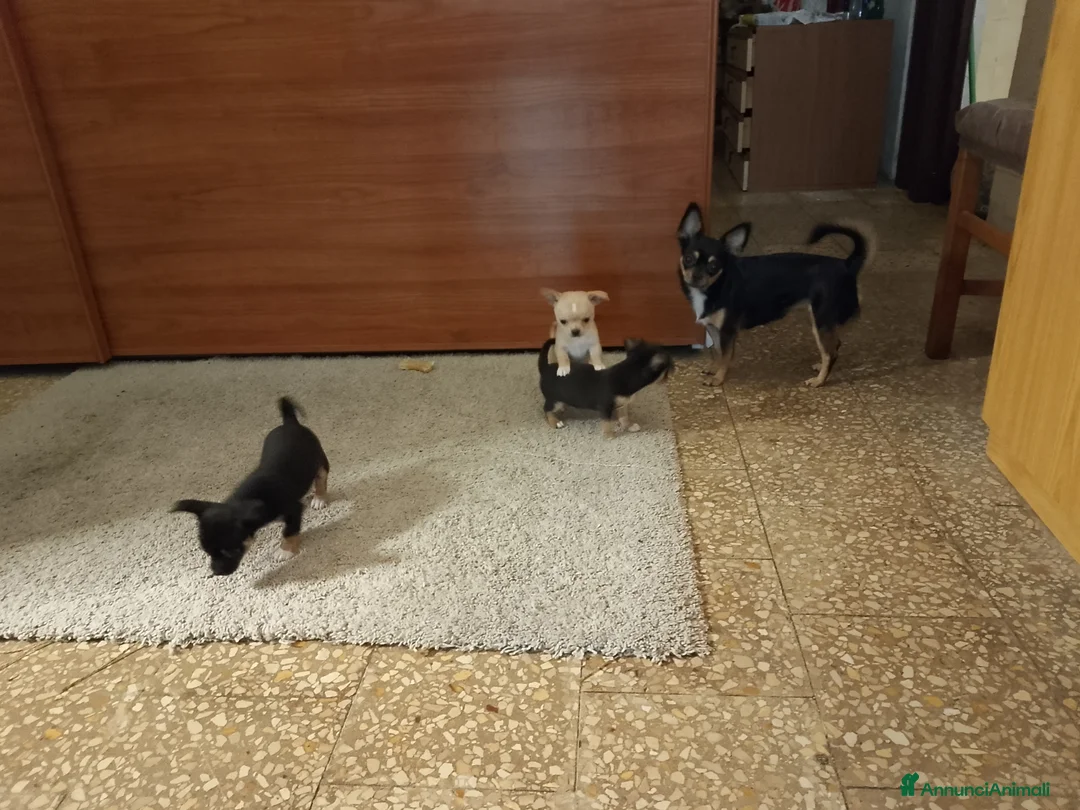 Chihuahua cani in vendita: Vendita  - Annuncio 1