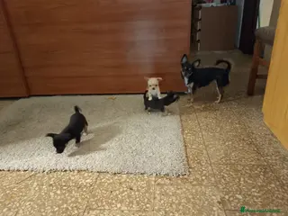 Chihuahua cani Vendita - Annuncio 1