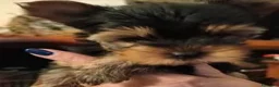 Yorkshire cani in vendita: Cuccioli Yorkshire pedigree ENCI - Annuncio 4