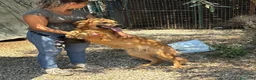 Meticcio cani in regalo: 11 mesi, carattere splendido  - Annuncio 4