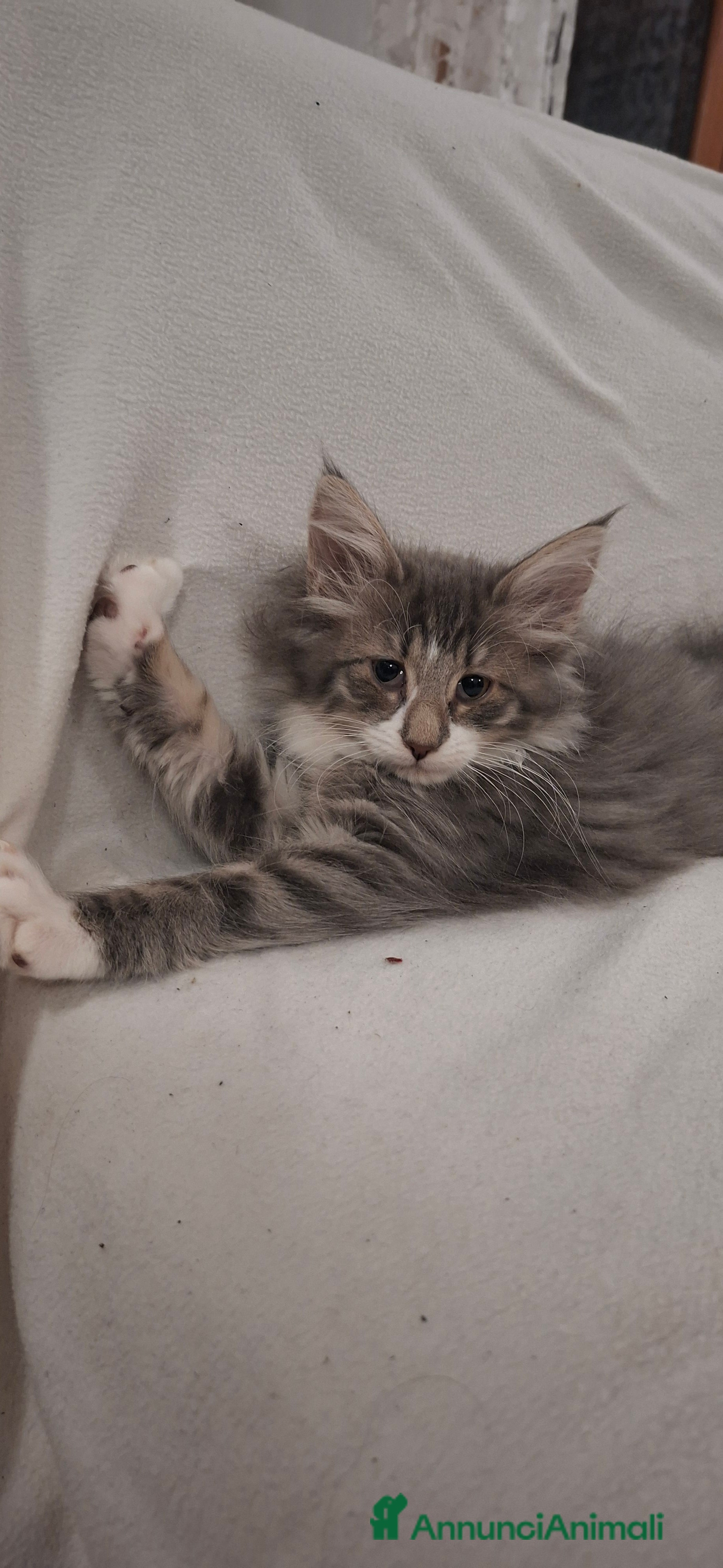 Norvegese gatti Norvegesi cuccioli  - Annuncio 2