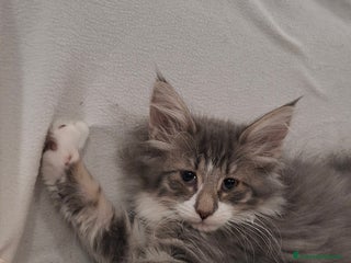 Norvegese gatti Norvegesi cuccioli - Annuncio 4