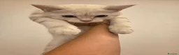 Scottish gatti in regalo: Micini scottish molto uniti  a Provincia di Bergamo - Annuncio 11