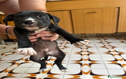 American Staffordshire cani in vendita: Annuncio URGENTE vendo cuccioli di AMSTAFF a Città metropolitana di Roma Capitale - Immagine 5