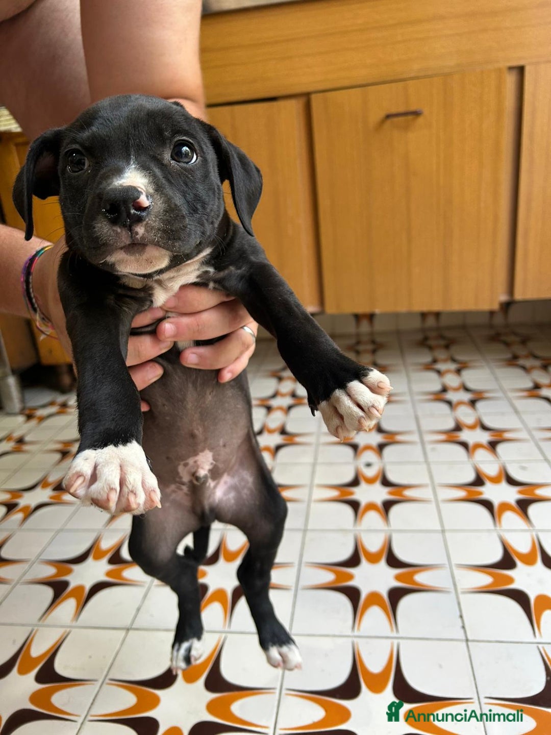 American Staffordshire cani in vendita: Annuncio URGENTE vendo cuccioli di AMSTAFF a Città metropolitana di Roma Capitale - Immagine 5