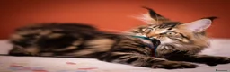 Maine Coon gatti in vendita: Gattina splendita dall'allevamento Mainemarie - Annuncio 1