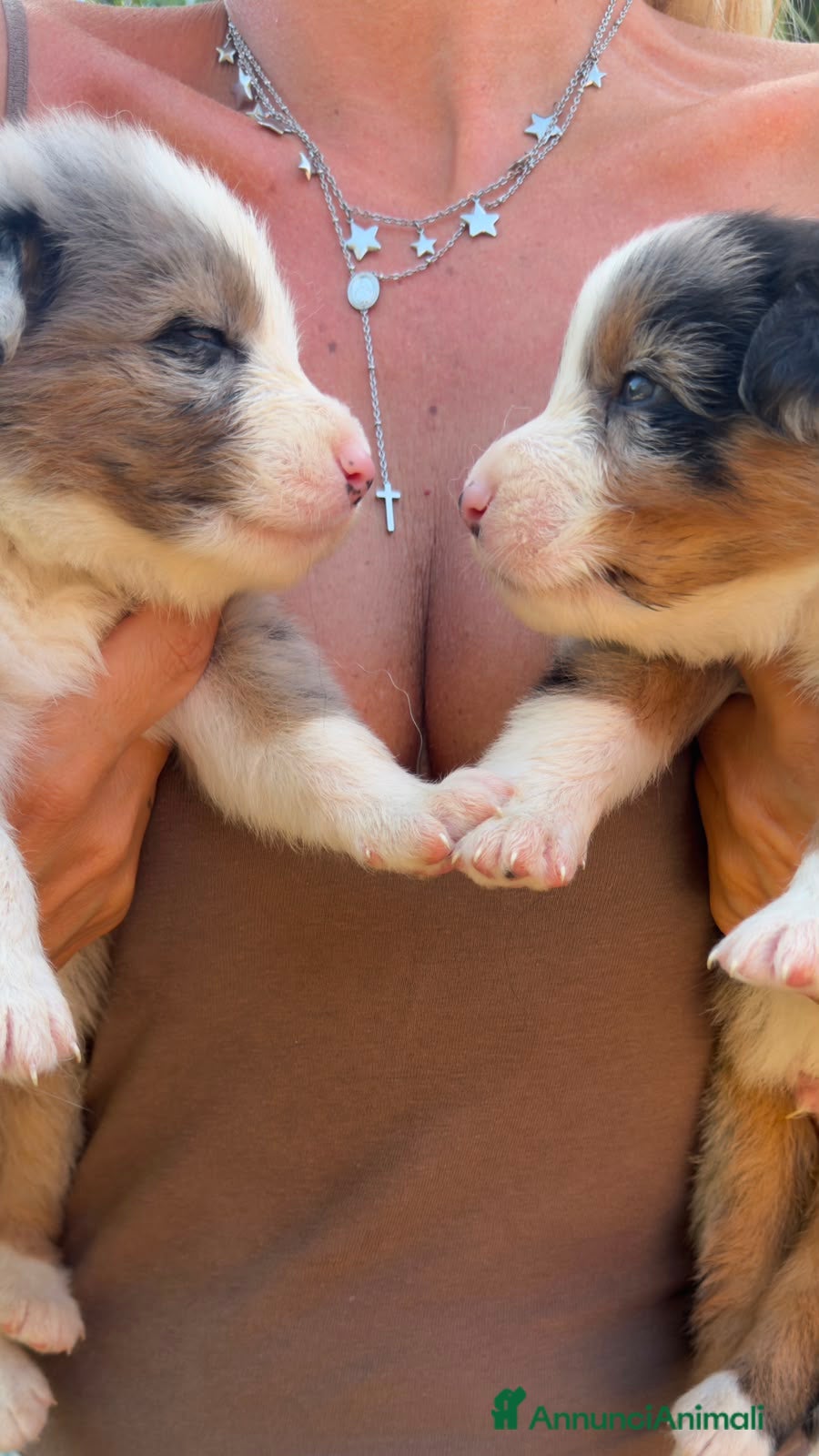 Australian Shepherd cani cuccioli pastore australiano - Annuncio 27