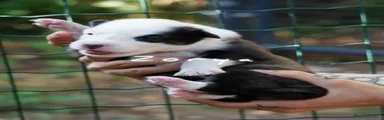 Yakutian Laika Cucciolo 6