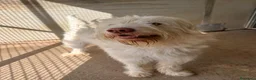 Meticcio cani in regalo: BUTTATO VIA DALLA SUA FAMIGLIA  a Città Metropolitana di Bologna - Annuncio 2