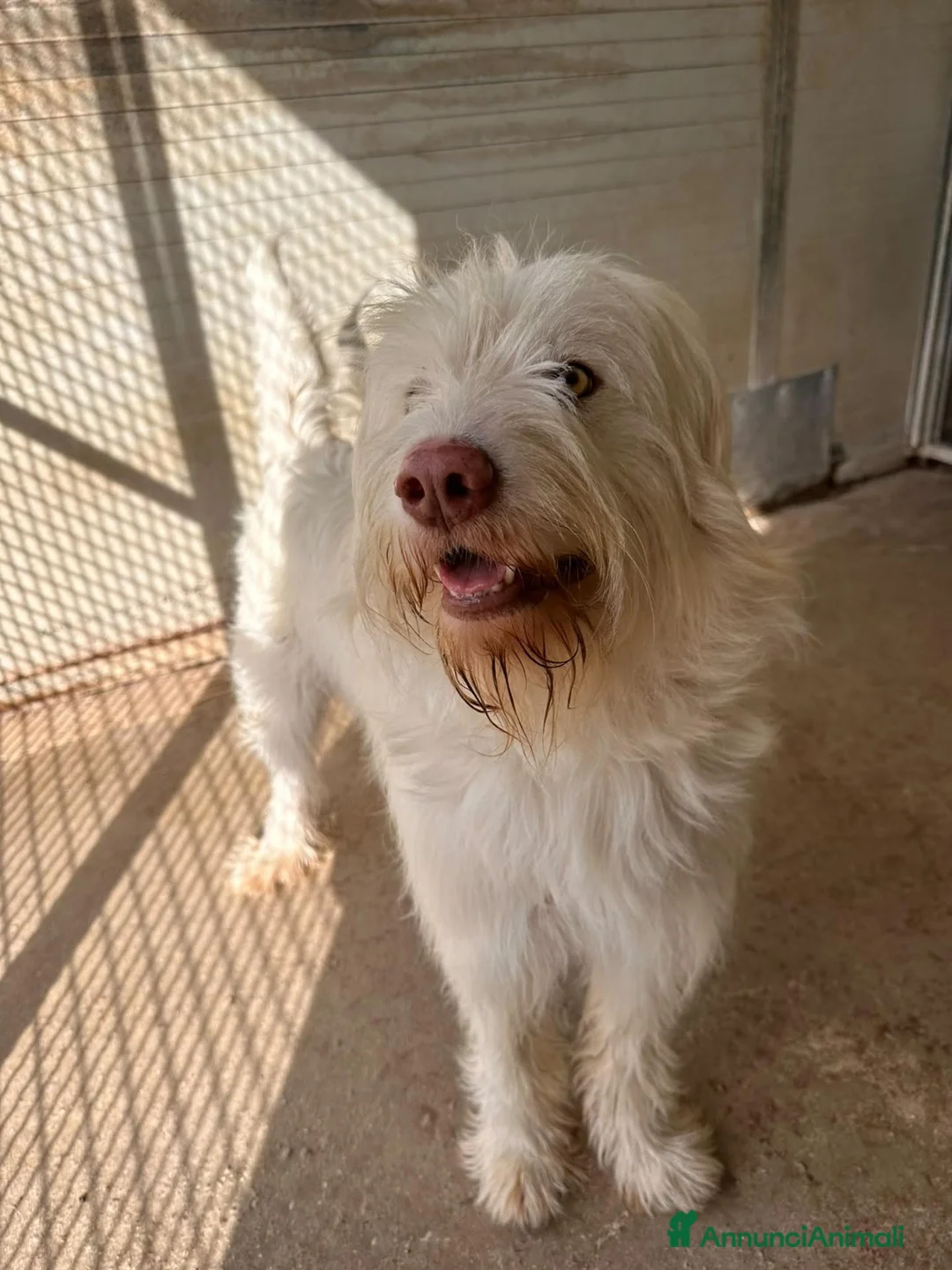 Meticcio cani in regalo: BUTTATO VIA DALLA SUA FAMIGLIA  a Città Metropolitana di Bologna - Annuncio 2