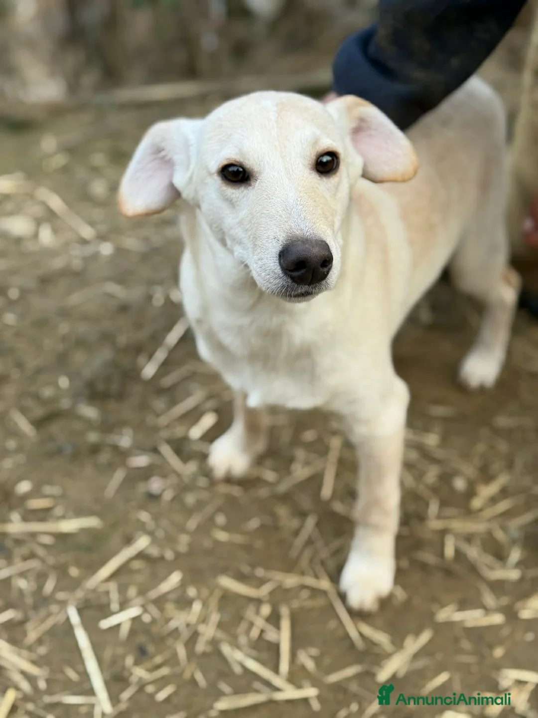 Meticcio cani in regalo: NERO, cucciolo dimenticato. Tg MEDIO PICCOLA - Annuncio 5