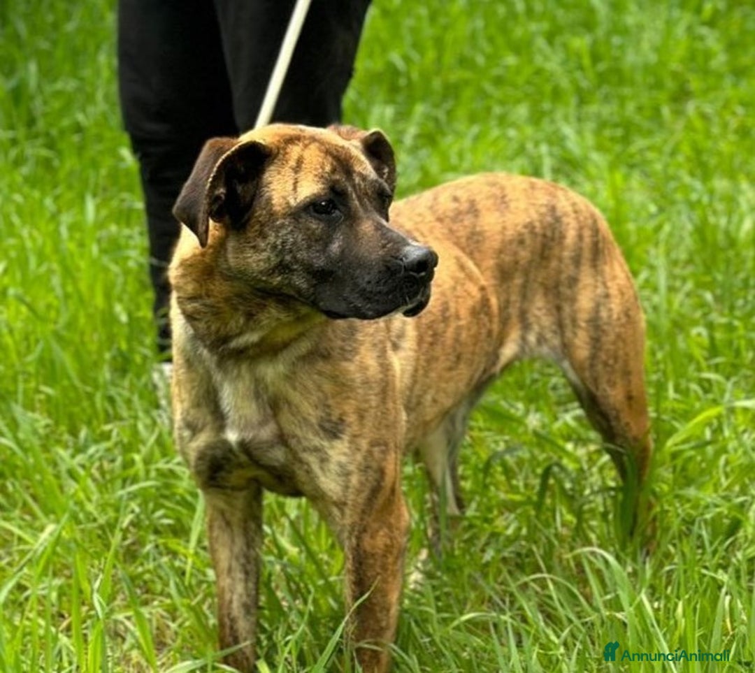 Boxer cani in regalo: RUNA meravigliosa mix boxer  - Annuncio 6