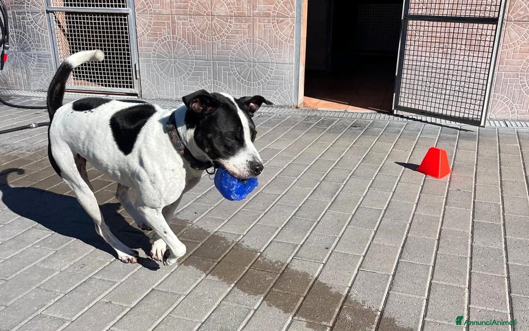Meticcio cani in regalo: BLACK GENTILCANE - Annuncio 10