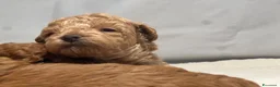 Barboncino Toy cani in vendita: Cuccioli barbone toy - Annuncio 8