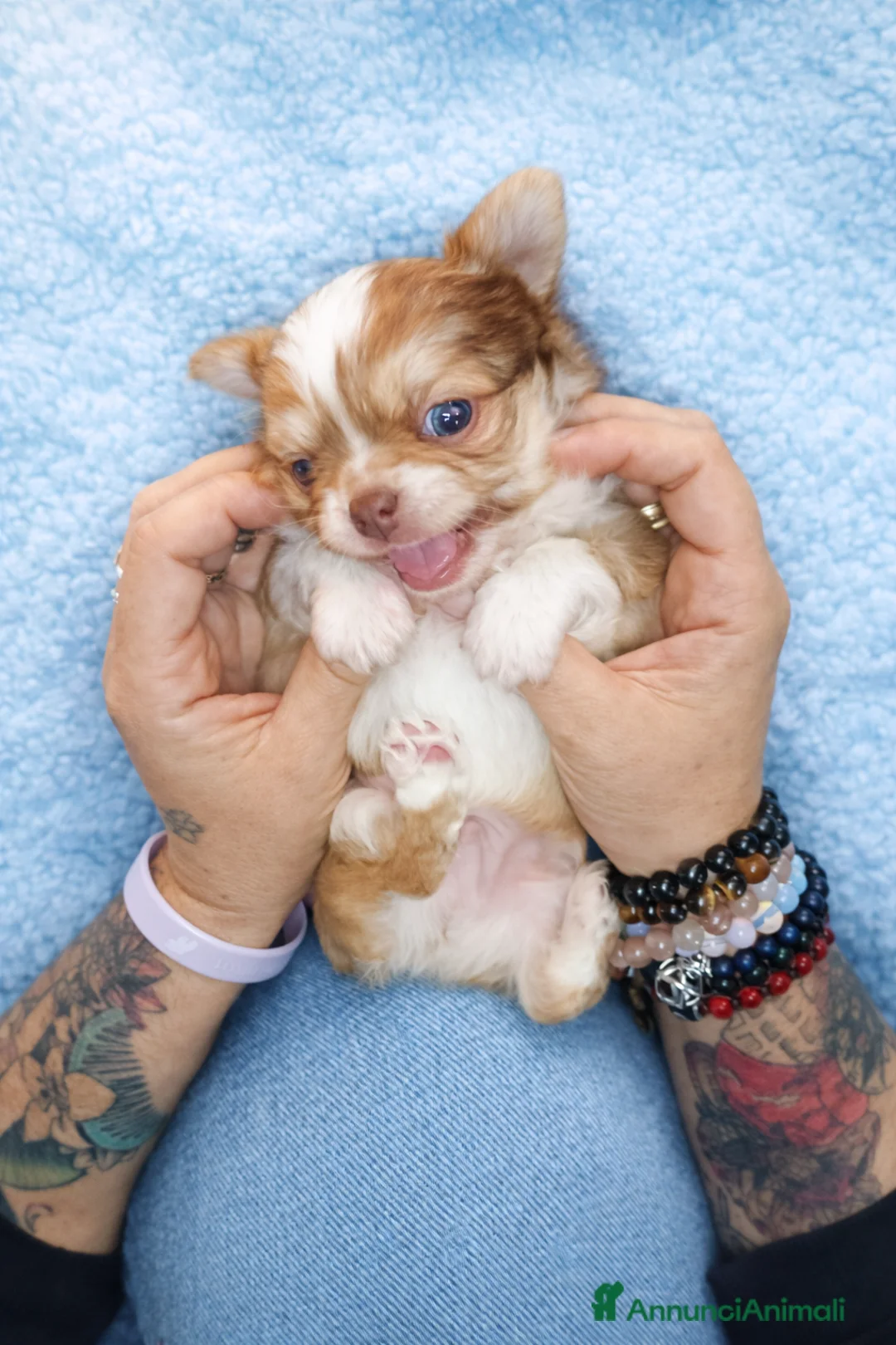 Chihuahua cani in vendita: Maschietti chihuahua - Annuncio 2