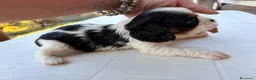 Cavalier King cani in vendita: Cavalier tricolore  - Annuncio 7