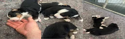 Bovaro del Bernese cani in vendita: Splendidi Cuccioli Bernese Tricolore - Annuncio 1